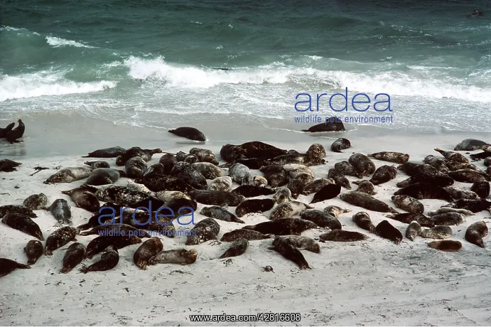: GREY SEALS - Pre-breeding assembly : GREY SEALS - Pre-breeding assembly