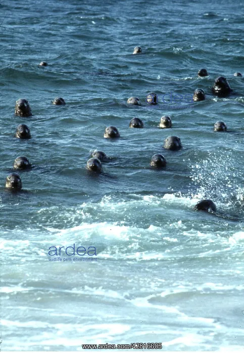: GREY SEALS - IN SEA : GREY SEALS - IN SEA