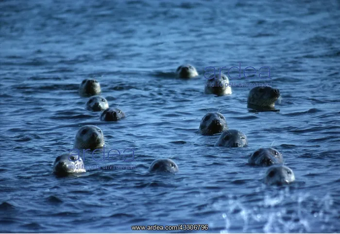 : GREY SEALS - IN WATER : GREY SEALS - IN WATER