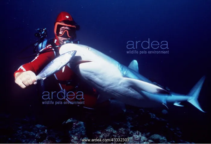 : GREY SHARK - Being fed by scuba diver : GREY SHARK - Being fed by scuba diver