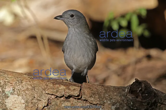 : Grey Shrike-Thrush female : Grey Shrike-Thrush female