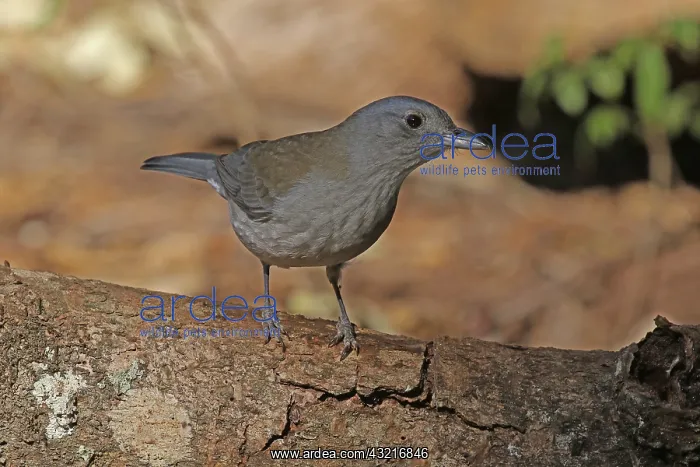 : Grey Shrike-Thrush female : Grey Shrike-Thrush female