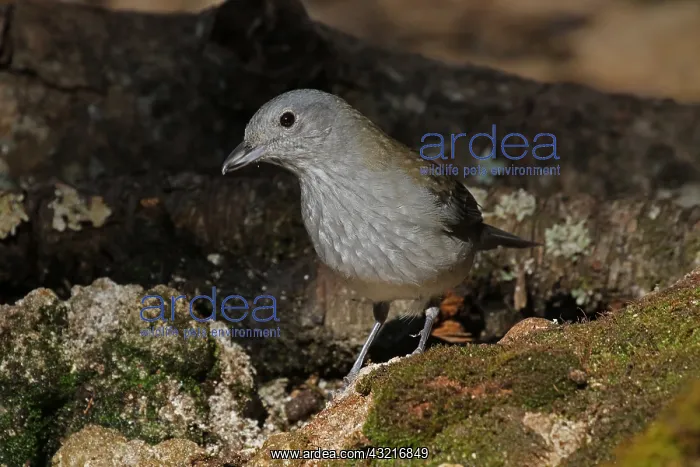 : Grey Shrike-Thrush female : Grey Shrike-Thrush female