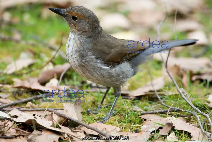  : Grey Shrike-thrush - On ground