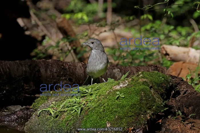 : Grey Shrike-thrush imm female : Grey Shrike-thrush imm female