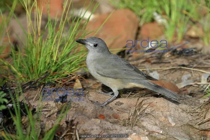 : Grey Shrike-thrush - Male : Grey Shrike-thrush - Male