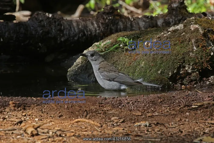 : Grey Shrike-thrush male : Grey Shrike-thrush male