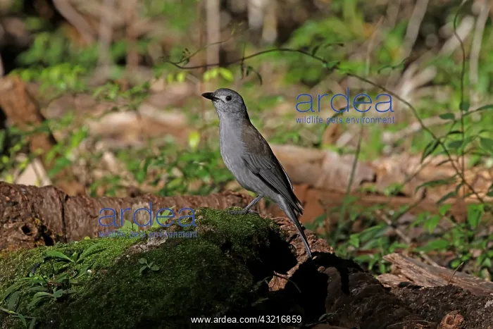 : Grey Shrike-thrush male : Grey Shrike-thrush male