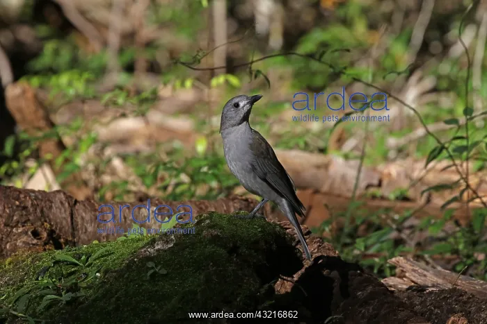 : Grey Shrike-thrush male : Grey Shrike-thrush male