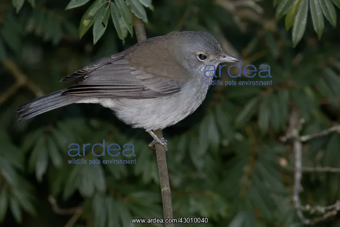 : Grey Shrikethrush / Shrike-thrush : Grey Shrikethrush / Shrike-thrush