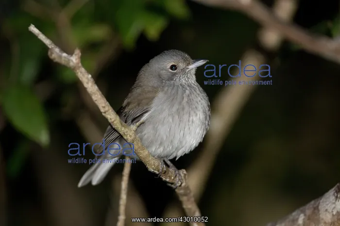 : Grey Shrikethrush / Shrike-thrush : Grey Shrikethrush / Shrike-thrush