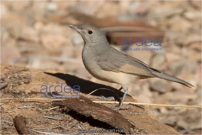 : Grey Shrikethrush - Standing on a rock - At Olive : Grey Shrikethrush - Standing on a rock - At Olive