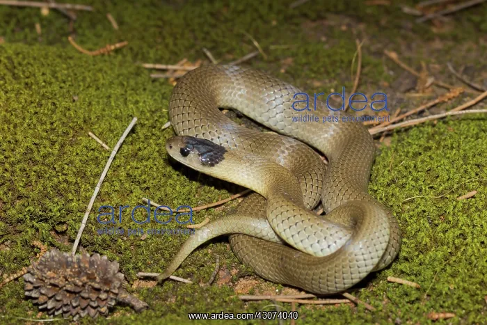 : Grey Snake : Grey Snake