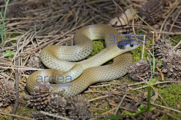 : Grey Snake : Grey Snake