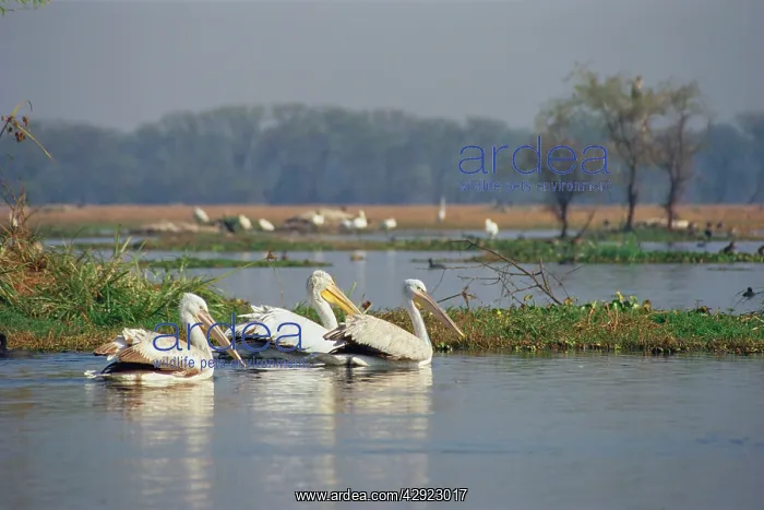 : Grey / Spot-billed Pelican : Grey / Spot-billed Pelican