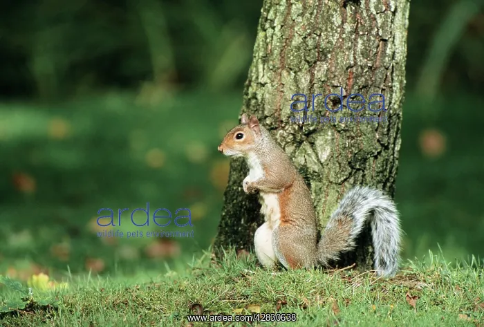 : Grey SQUIRREL : Grey SQUIRREL