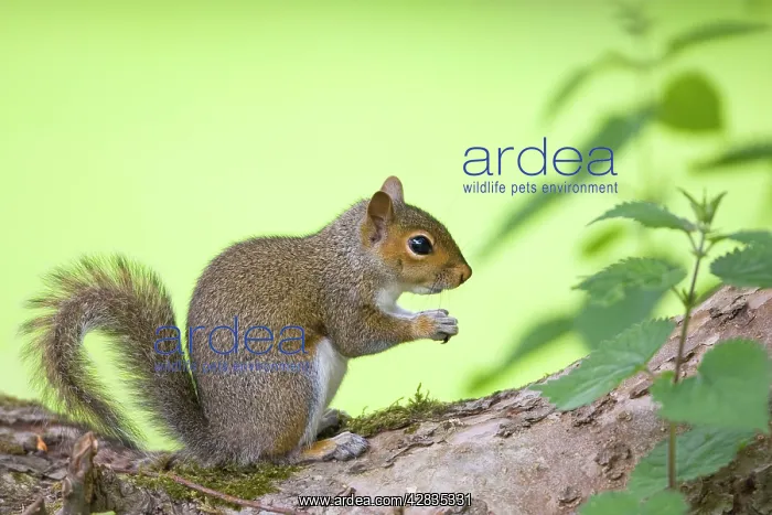 : Grey Squirrel : Grey Squirrel