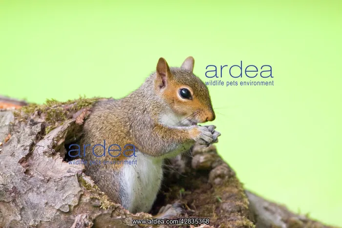 : Grey Squirrel : Grey Squirrel