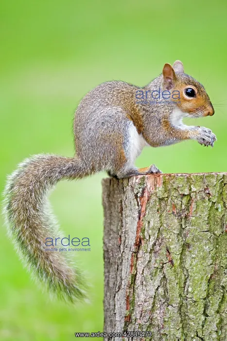 : Grey Squirrel : Grey Squirrel
