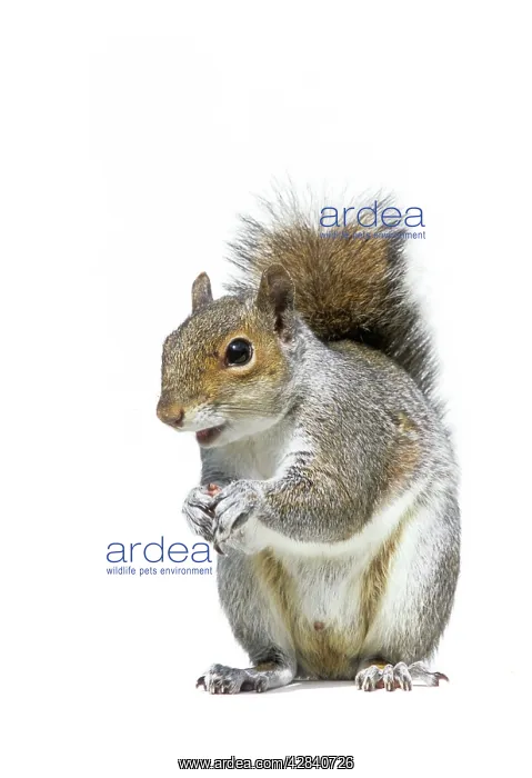 : Grey SQUIRREL : Grey SQUIRREL