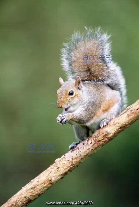 : Grey SQUIRREL : Grey SQUIRREL