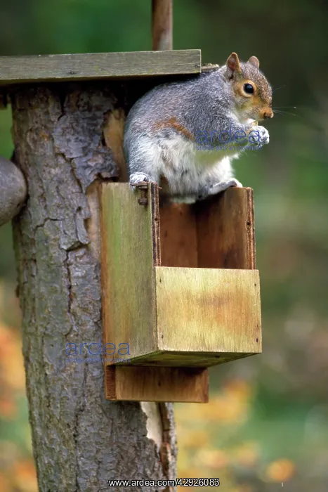 : Grey Squirrel - : Grey Squirrel -