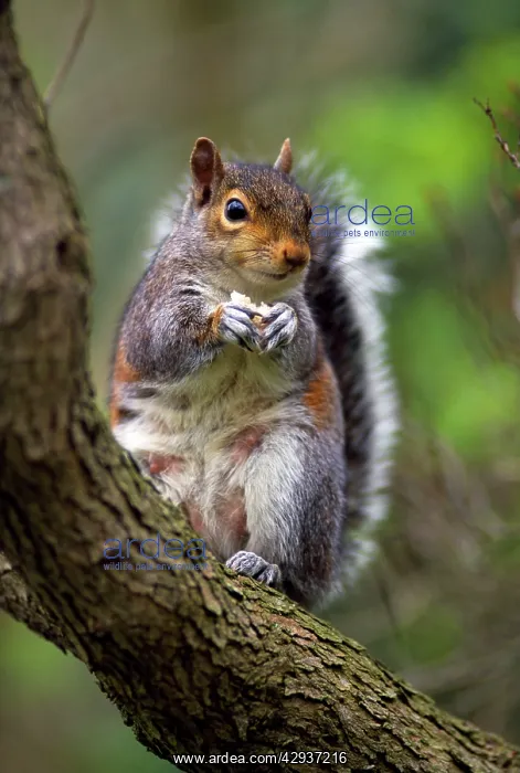 : Grey Squirrel - : Grey Squirrel -