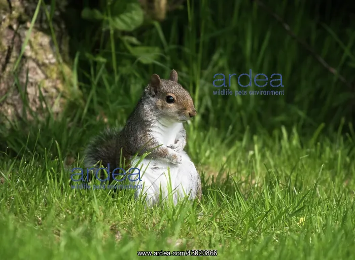 : Grey Squirrel : Grey Squirrel