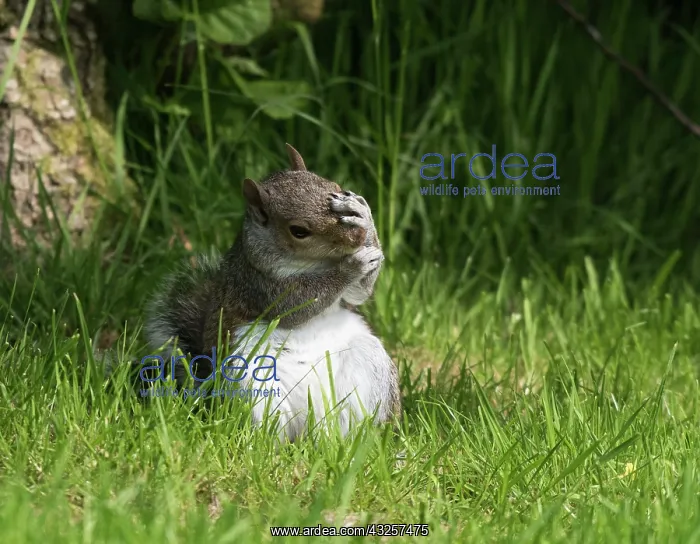 : Grey Squirrel : Grey Squirrel