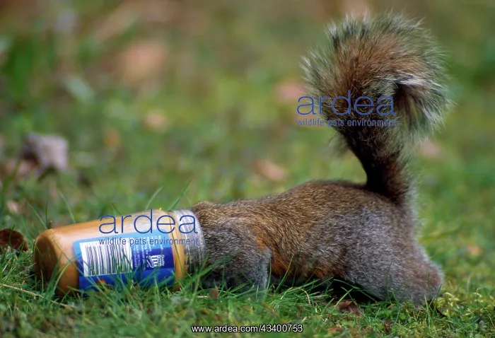 : Grey Squirrel - : Grey Squirrel -