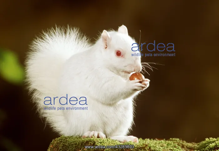 : GREY SQUIRREL - Albino eating nut : GREY SQUIRREL - Albino eating nut