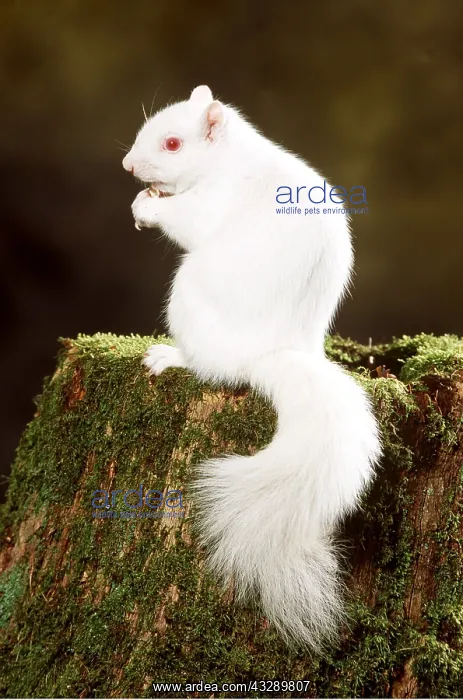 : GREY SQUIRREL - albino on tree trunk : GREY SQUIRREL - albino on tree trunk