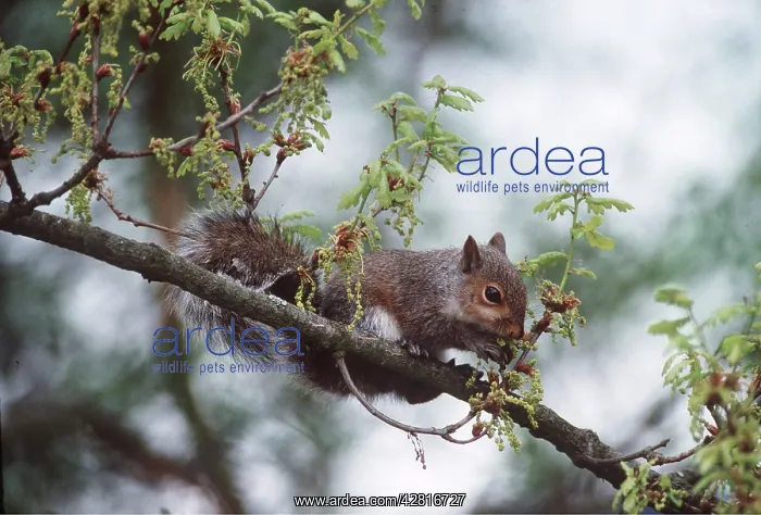 : Grey Squirrel - balancing in spring oak tree : Grey Squirrel - balancing in spring oak tree