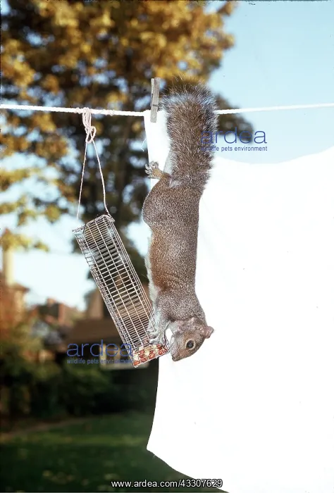 : GREY SQUIRREL - balancing from washing line to get peanuts : GREY SQUIRREL - balancing from washing line to get peanuts