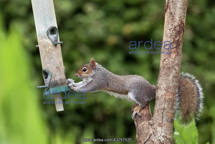: Grey Squirrel - At Bird Feeder - UK : Grey Squirrel - At Bird Feeder - UK
