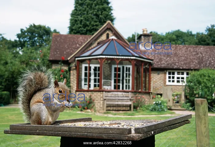  : Grey SQUIRREL - on bird table