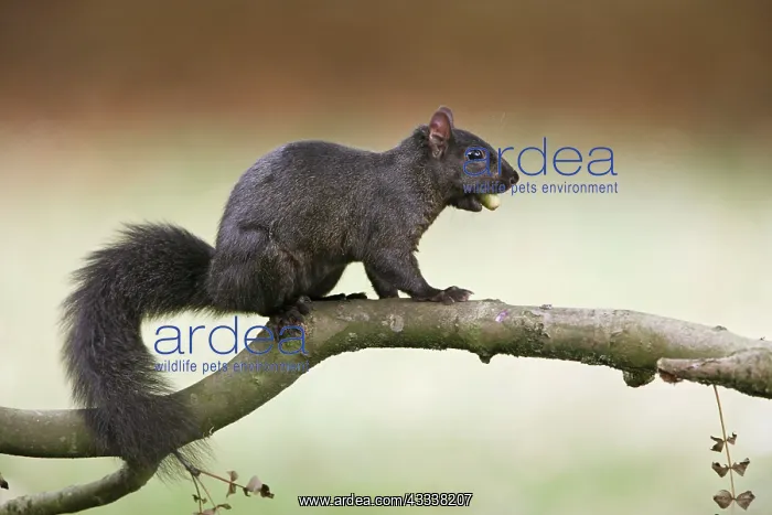 : Grey Squirrel - black form with acorn : Grey Squirrel - black form with acorn