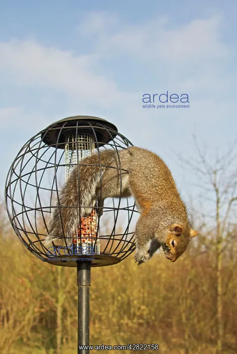 : Grey Squirrel - caught in squirrel proof bird feeder : Grey Squirrel - caught in squirrel proof bird feeder