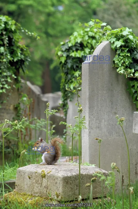  : Grey Squirrel - in cemetry