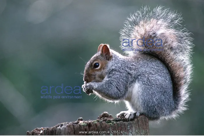 : GREY SQUIRREL - close-up eating nuts : GREY SQUIRREL - close-up eating nuts