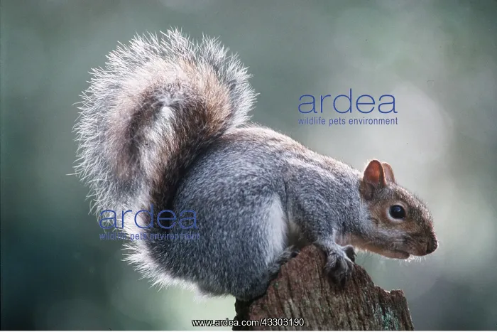 : GREY SQUIRREL - close-up on post : GREY SQUIRREL - close-up on post