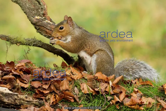 : Grey Squirrel collecting acorns from woodland floor October : Grey Squirrel collecting acorns from woodland floor October