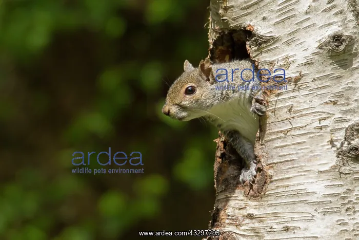 : Grey Squirrel - coming out of an old woodpecker : Grey Squirrel - coming out of an old woodpecker