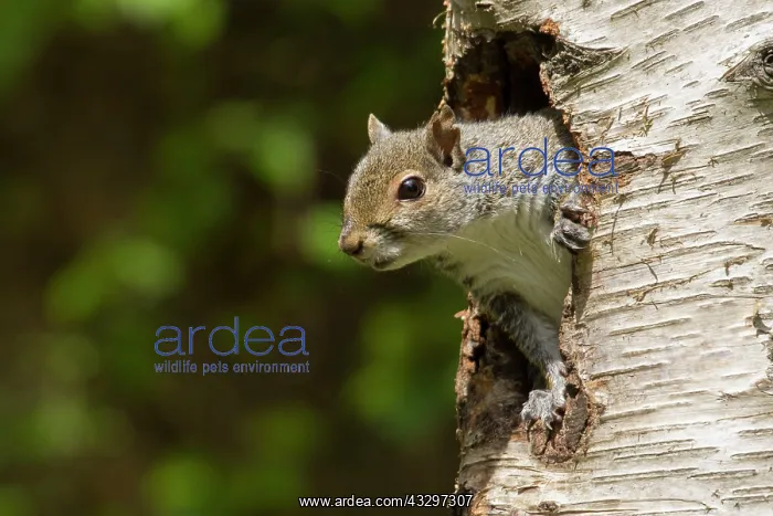 : Grey Squirrel - coming out of an old woodpecker : Grey Squirrel - coming out of an old woodpecker