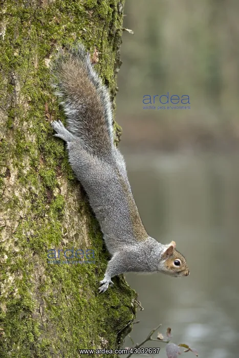 : Grey Squirrel - Comong Down a Tree - Cornwall - UK : Grey Squirrel - Comong Down a Tree - Cornwall - UK