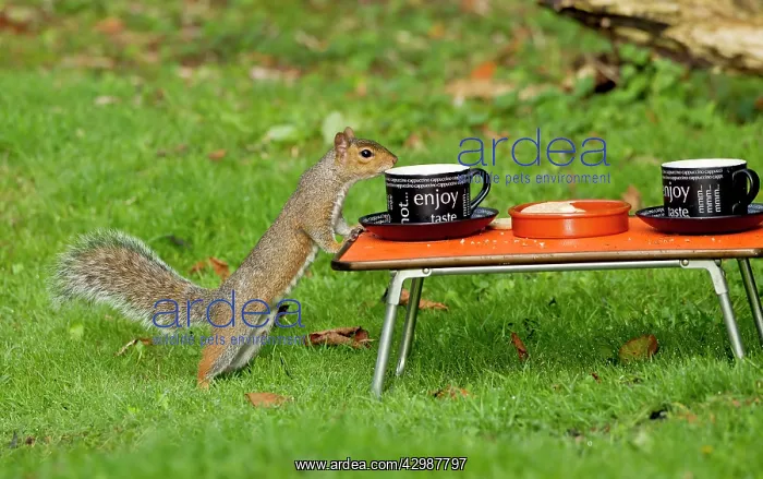 : Grey Squirrel - by cup of tea on miniature picnic table : Grey Squirrel - by cup of tea on miniature picnic table