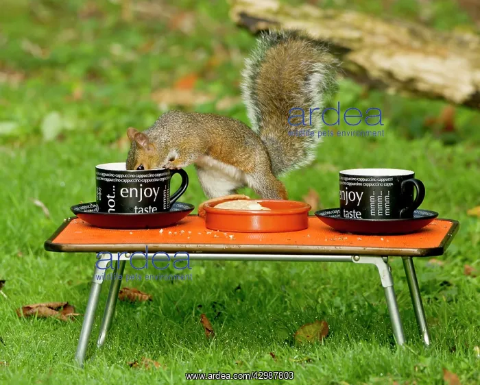 : Grey Squirrel - drinking cup of tea on miniature : Grey Squirrel - drinking cup of tea on miniature