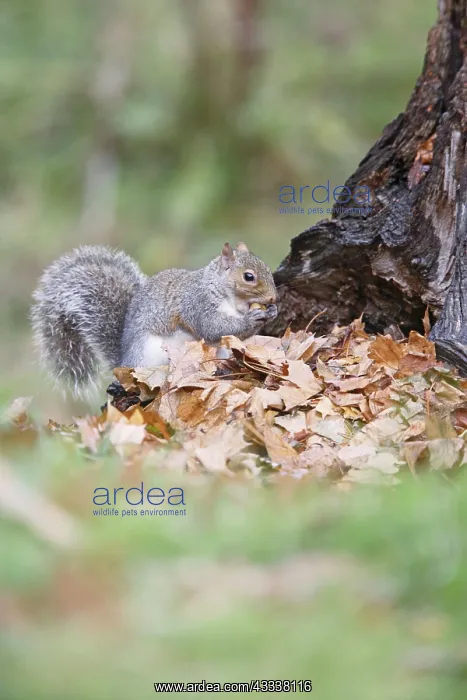 : Grey Squirrel - eating acorn : Grey Squirrel - eating acorn