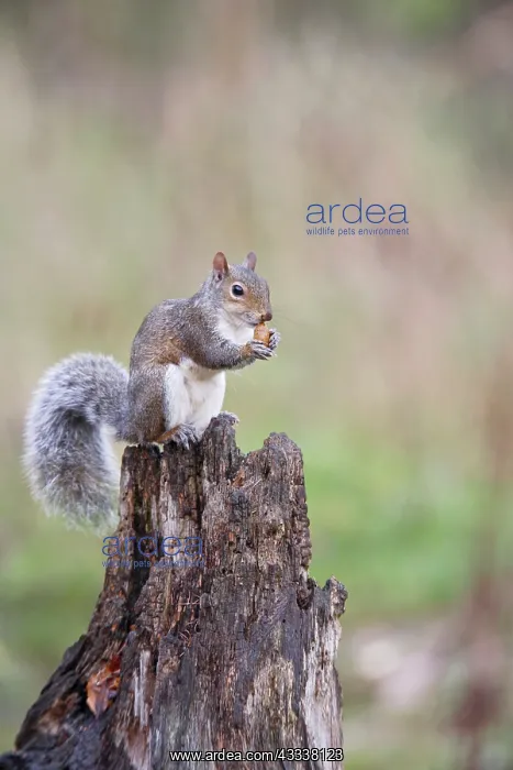 : Grey Squirrel - eating acorn : Grey Squirrel - eating acorn
