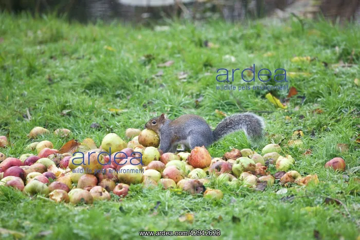 : Grey Squirrel eating apples : Grey Squirrel eating apples